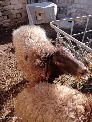 Hinduşka: Erkək, Qala, il: 2, 100 kq, Damazlıq, Ünvandan götürmə — 6