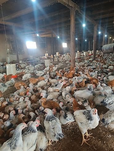 ucuz qoyun: Toyuq, Broyler, Damazlıq — 3