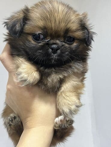 Pekines, 2 ay, Dişi, Cütləşmə üçün