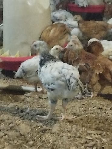 Inəklər, öküzlər: Toyuq cücələri, Ətlik — 1