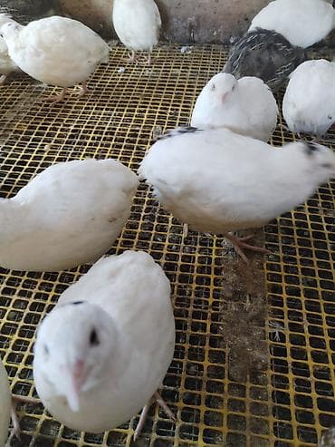 qoyun əti: Bıldırcın – ağ və qəhvəyi rəngli damazlıq sürü - Növ: Yapon — 2