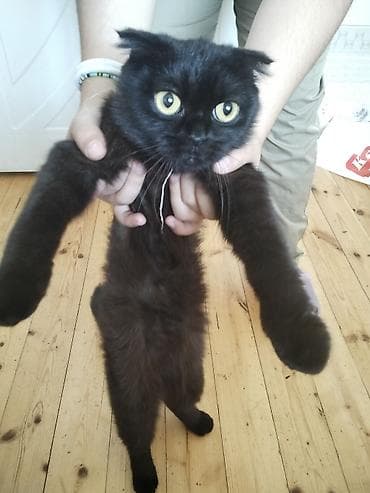 Şotland yastı qulaq