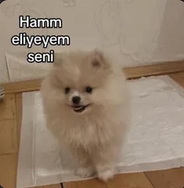 Gəmiricilər: Şpitz, 2 ay, Erkek, Pulsuz çatdırılma — 2