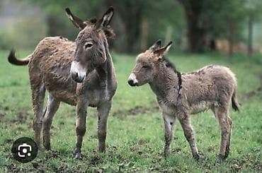 Eşşək südü 100qramı 10 manat göz qabağında sağlır