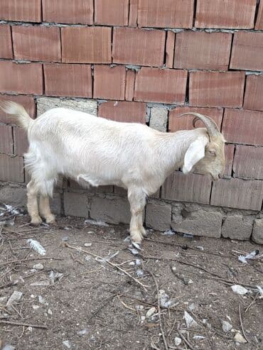 Inəklər, öküzlər: Keçilər dəsti satılır – ümumi 6 baş • 1 baş hələpnən × sanen dönməsi — 13