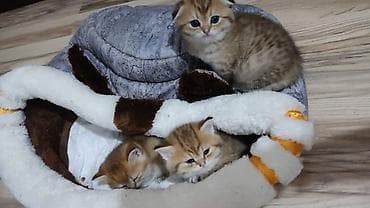 Gəmiricilər: Qızıl şinşilla, Erkək, Yaxşı əllərə, Ünvandan götürmə — 5