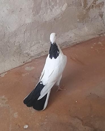 Göyərçinlər: 13 tuk erkeydi tuleydedi — 9