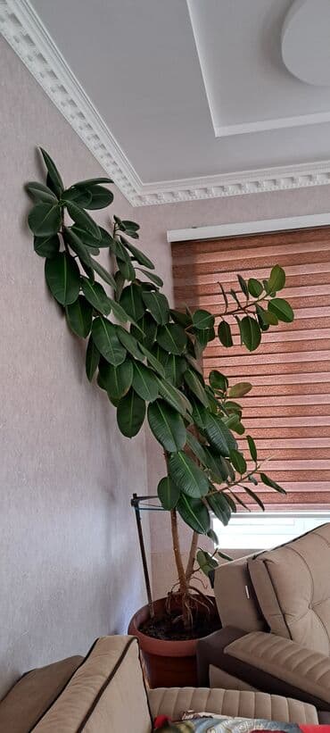 Lincoln: Fikus bitkiləri satılır . Həmişəyaşıldır . Otaqların ofislərin — 2