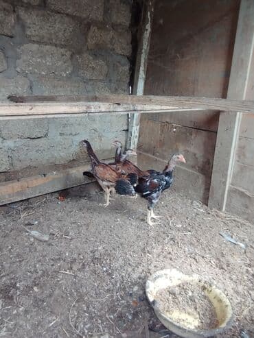 cucələrin satışı: Toyuq cücələri, Damazlıq — 2