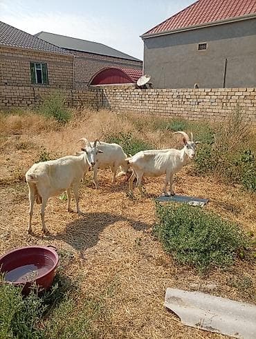 Südlük keçilər – 3 baş TAM SAF KAN MACAR SANEN KEÇİLERİ KULAKLARINDA — 3