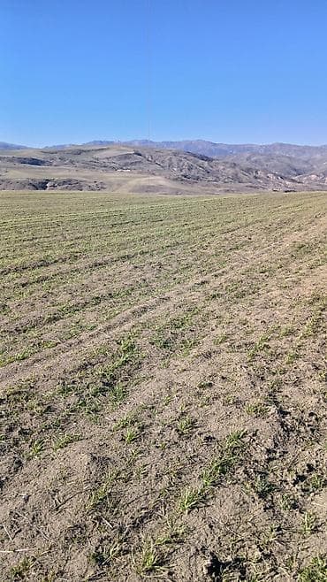 купить землю в баку: 100 соток, Для сельского хозяйства, Собственник, Купчая — 3