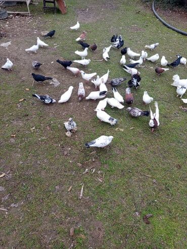 Gəmiricilər: Məhsul: Ev göyərçinləri – müxtəlif rəng və naxışlarda Təsvir: - — 8