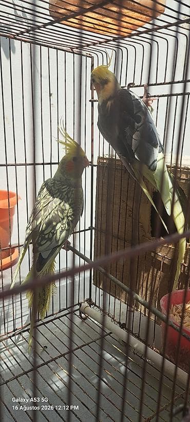 Nymph paraketləri (Kakadututu) – cüt - Növ: Nymph paraket (cockatiel)