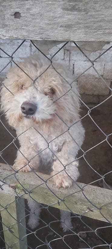Heyvanlar üçün mallar: İt – xırda ölçülü, qıvrım tüklü, krem-ağ rəng paltoya malik - Yüksək — 2