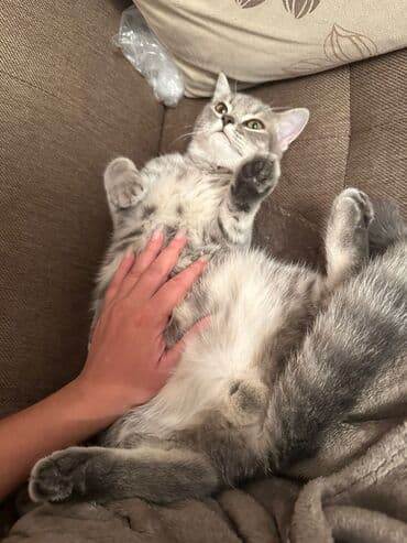 xamyak yuvası: Tabbi, Erkək, Yaxşı əllərə, Ünvandan götürmə — 2