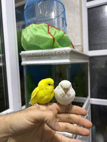 большая клетка для морской свинки: Cüt qəfəslə bir yerdə — 6