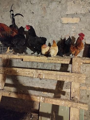 Ördəklər: Toyuq, Damazlıq — 3