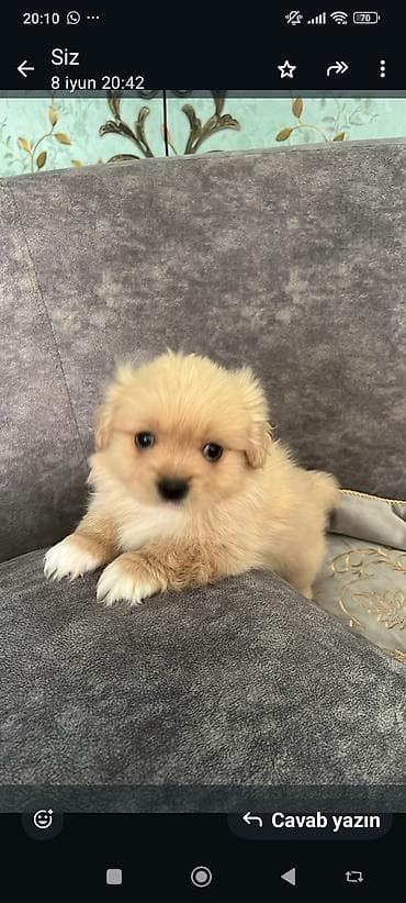 it: Pekines, 2 ay, Erkek, Ünvandan götürmə, Pulsuz çatdırılma — 1