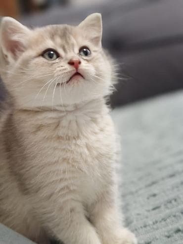 pulsuz pişik: Britan — 5