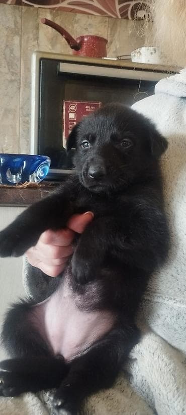 cins xoruz: 1 ay, Dişi, Pulsuz çatdırılma — 4