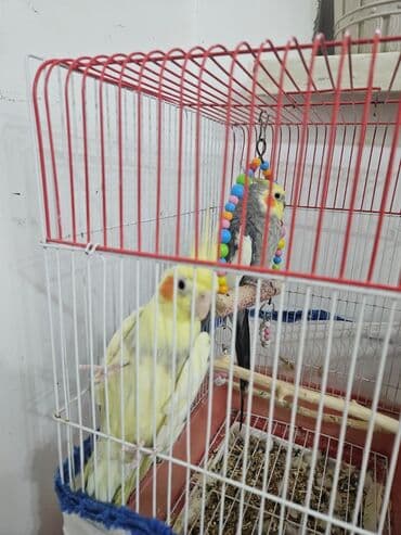 tutu guşu: 2 ədəd Korella tutuquşuları satılır. biri disi (Luna) biri erkekdi — 2