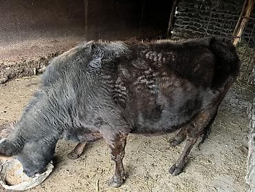 4 defe doxyb 5 şinci boxazdi