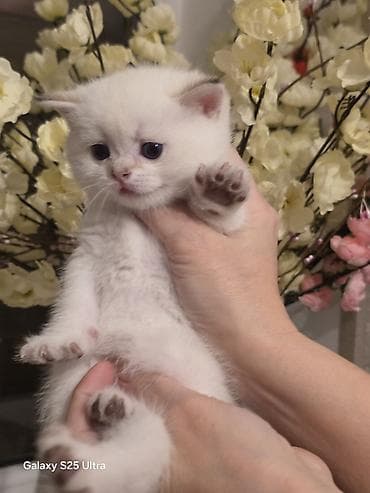 rakun: Britan, Erkək, Dişi, Ünvandan götürmə, Pulsuz çatdırılma, Ödənişli çatdırılma — 1