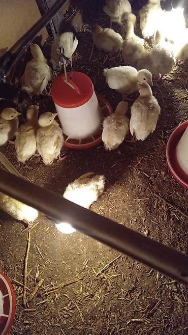 Quşlar: Salam tam mayali yumurtalar bizde isdeyen buyra biler catdirilma var — 7