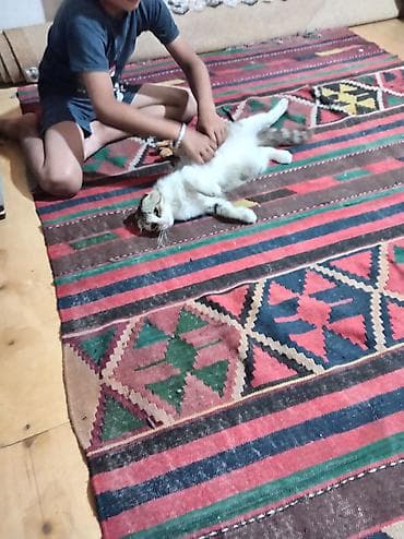 pisikli oyunlar: Dişi — 2
