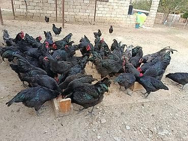 detoxic qurd dermani: Alman cinsi olan həm ətlik həmdə yumurtalıq astralop toyuqlarının — 9