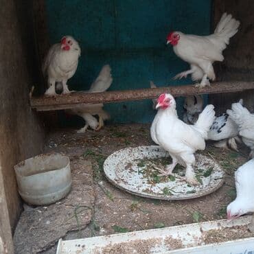 sort toyuq: 10 ədəd təmiz qan balaca sort yaponkalar satılır 7 ayliqdi lar — 3