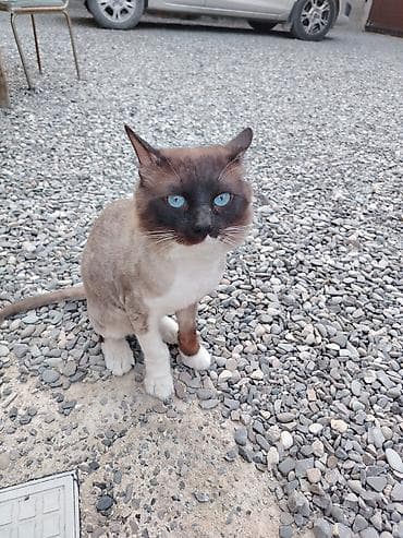angora pişik: Siam, Erkək, Cütləşmə üçün, Ödənişli çatdırılma — 4