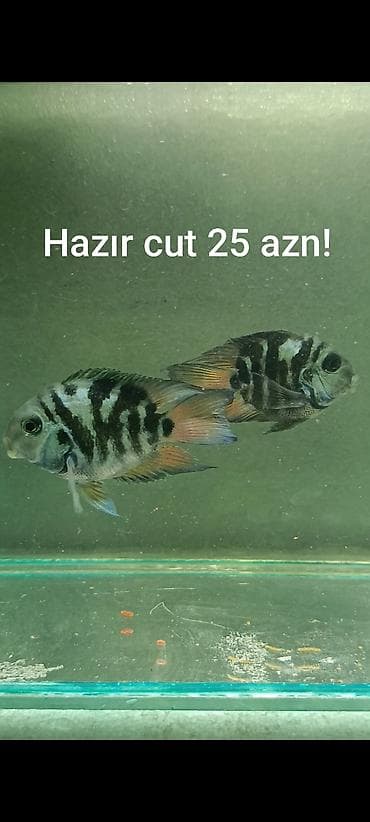 balığlar: Sülhsevər, Ünvandan götürmə, Ödənişli çatdırılma — 4