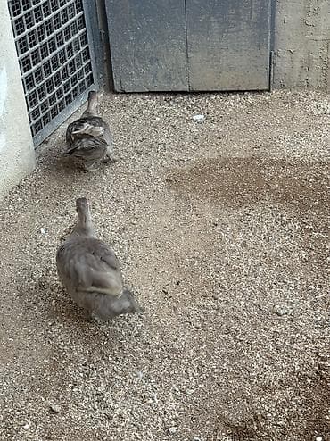 it yemi satisi: Lavanda ördək 2 dişi bir erkək bir dəfə bala veriblər balalığdan — 2