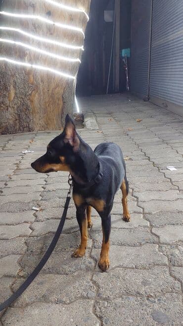 Heyvanlar üçün mallar: Miniatür pinçer, Peyvəndli — 8