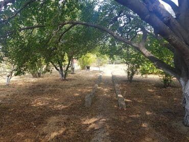 ferma torpaq: 24 sot, Tikinti, Makler, Kupça (Çıxarış) — 7