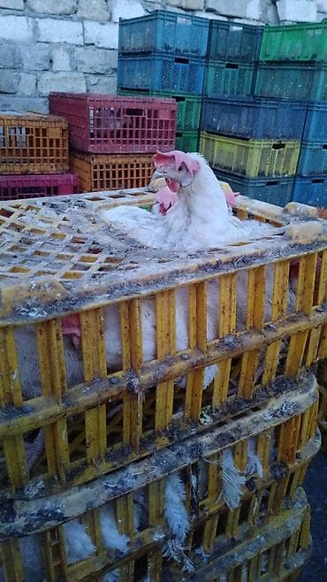 fireng toyuqu: Toyuq, Broyler, Ətlik — 1