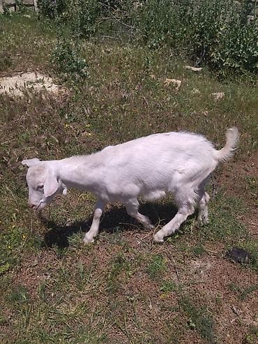 keci satşı: Dişi, il: 3, Damazlıq, Ünvandan götürmə — 3