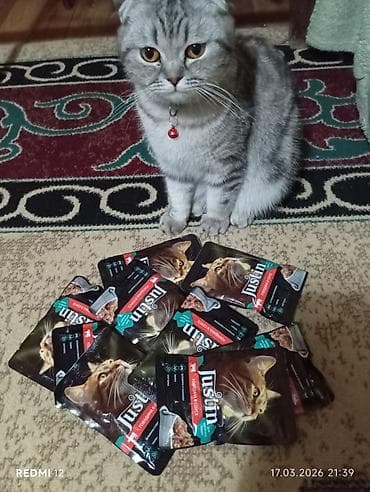 golden pişik: Şotland yastı qulaq, Dişi — 2