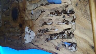 it üçün ev: Hər ölçüdə hər dizaynda qarışqa yuvaları yığılır səliqəli və təmiz — 10