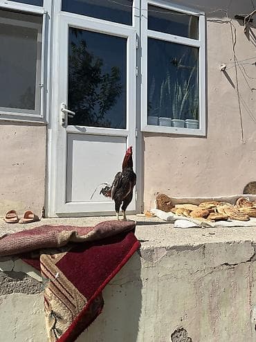siam satisi: Heyratı 2 yaş mamba cinsi təkdi diə satıram fərə yoxdu — 2