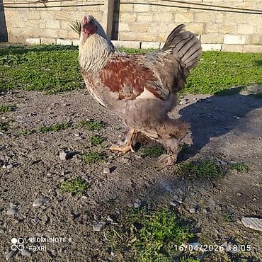 cücə və xoruz: 1 illik Brama xoruz satılır aktiv sağlam heyvandı — 2