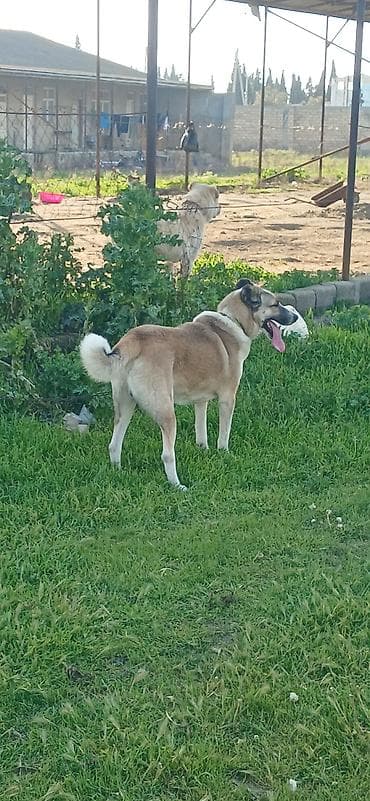 sivas kangal kanqal iti: 1 il, Erkek, Peyvəndli, Pulsuz çatdırılma — 7