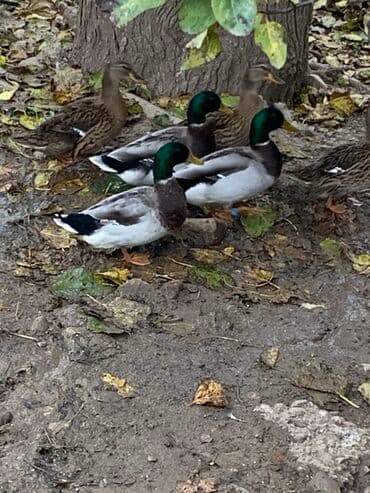 lavanda satilir: Erkək, Ətlik — 2