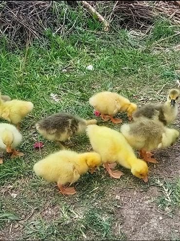 Бараны, овцы: Самка, | Linda, Для разведения, Самовывоз, Платная доставка, Доставка в районы — 5