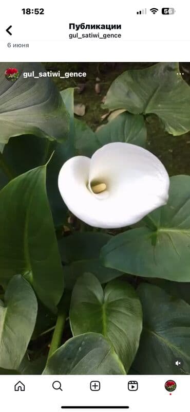 aloe vera satışı: Her nov guler var endirimnen verecem Gencedi istiyen yazsin satiş — 54