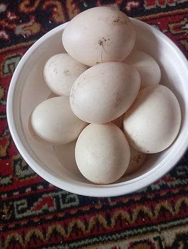 Ləpələr: Təbii kənd ördək yumurtası - Ağ qabıqlı, iri ölçülü ördək yumurtaları — 1