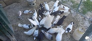 takla goyercin: Salam kom tergidirem 30 ededti hamisi seçmə quşlardi - Növlər və — 2