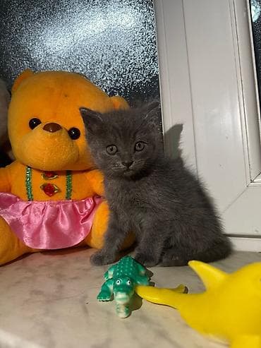 şirin pişikler: Boz rəngli balaca pişik balası - Rəng: tam bərk boz (dumanı). - — 3