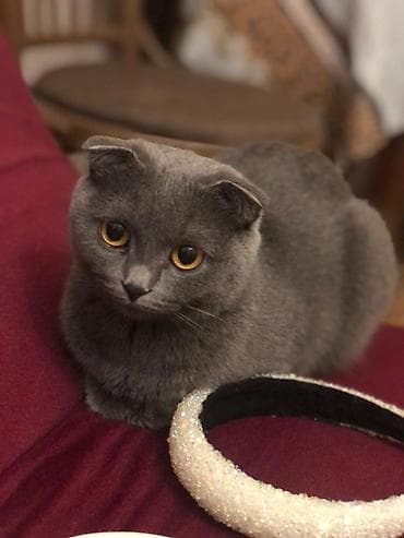 sibir pisiyi: Qızıl şinşilla, Yaxşı əllərə — 5